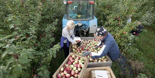 Экономическое чудо Белоруссии: поставить в Россию яблок в 5 раз больше, чем вырастили
