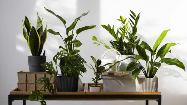 Зимний уход за цветами: чем поддержать растения в период покоя