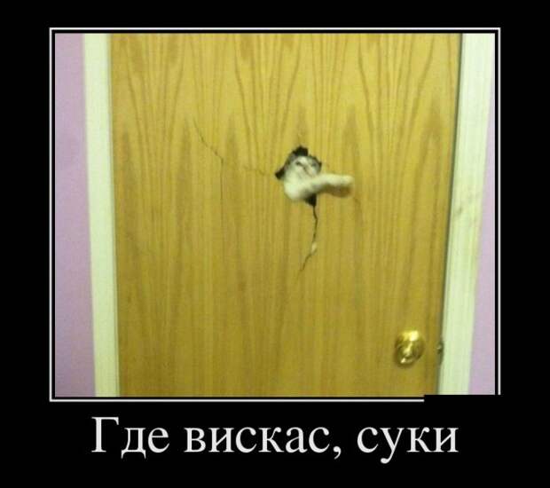 demotivatory-demotivator-smeshnye-demotivatory-demotivator-so-smyslom demotivatory-demotivator-smeshnye-demotivatory-demotivator-so-smyslom