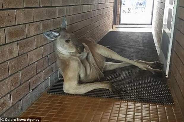 A tourist has hilariously been blocked from using a public toilet by a kangaroo striking a very seductive pose
