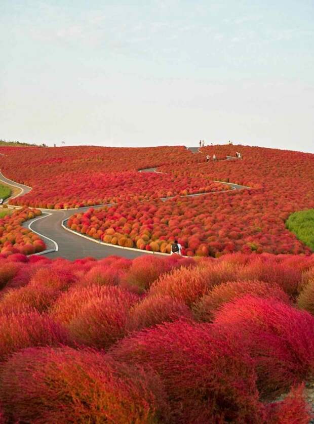 Национальный приморский парк Хитачи «Hitachi Seaside Park»