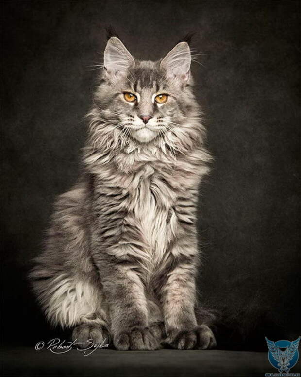 портреты котов работы Robert Sijka