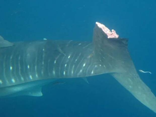 Оказалось, что китовые акулы обладают впечатляющей регенерацией