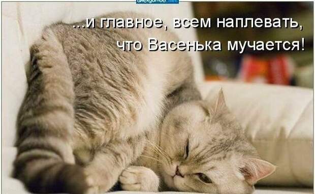 Картинки котяр с смешными надписями (34 фото) картинки, коты, юмор