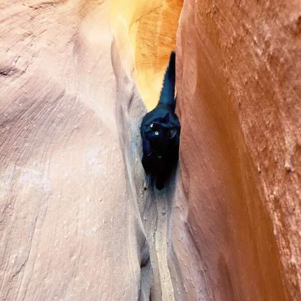Альпинисточка моя: первый в мире котик-скалолаз