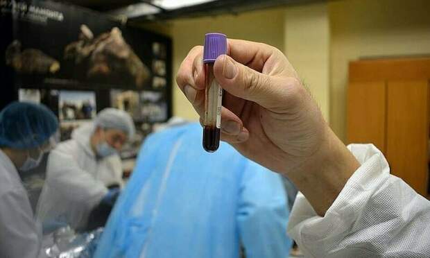 Ученые из России и Кореи планируют клонировать доисторическую лошадь