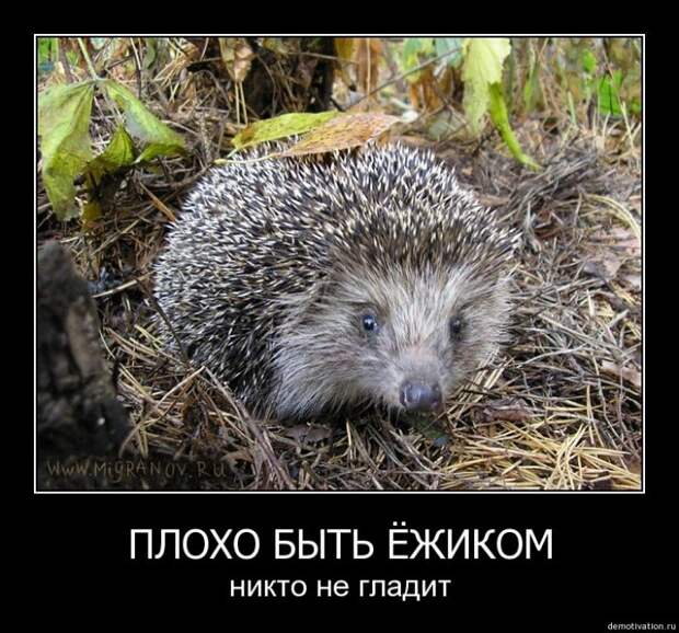 Демотиваторы для поднятия настроения!