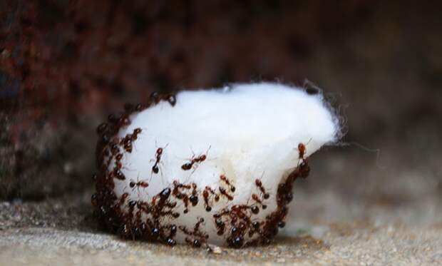 Картинки по запросу bag of cotton balls