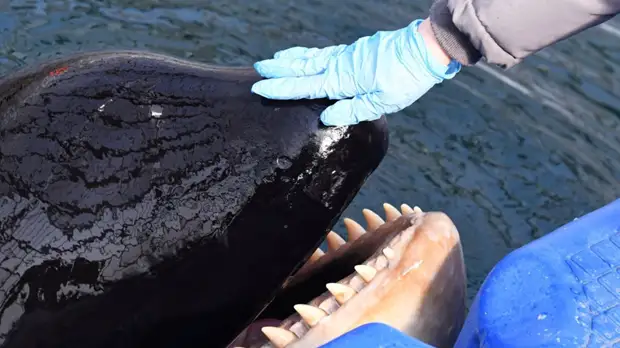 Учёные рассказали о состоянии содержащихся в «тюрьме» в Приморье косаток и белух