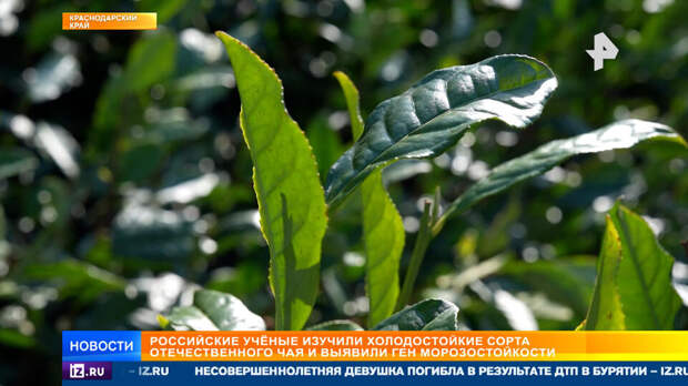 Российские ученые нашли ген, который позволит выращивать чай в холодных регионах