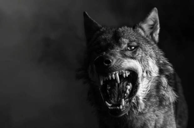 Кинолог Голубев объяснил, что делать при встрече с агрессивной собакой