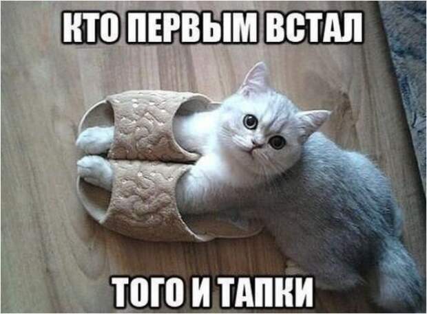 Веселые мысли в картинках для хорошего настроения на весь день