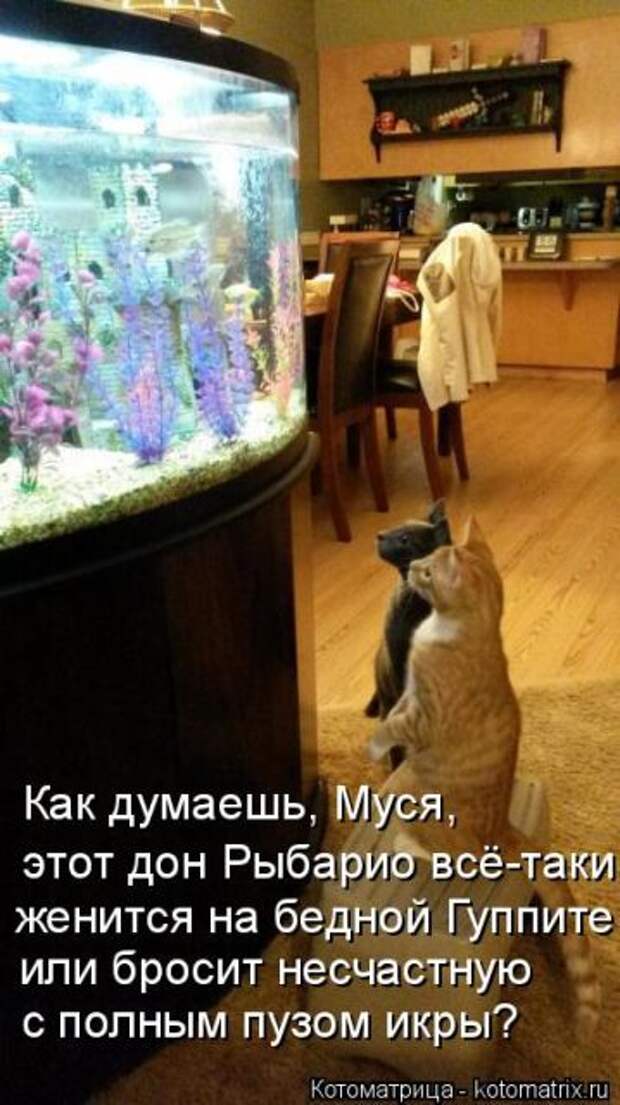 Лучшие котоматрицы недели (50 фото)