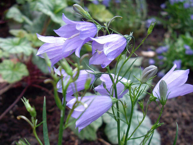 http://www.floraprice.ru/v2/wp-content/uploads/2012/01/kolokol1.jpg