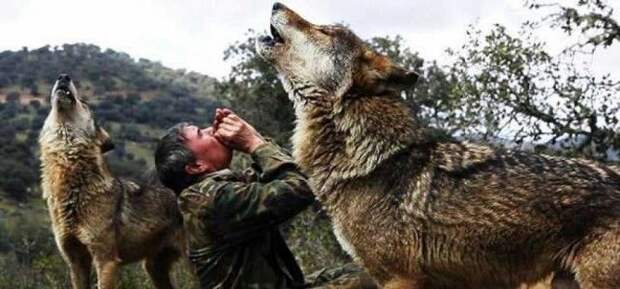 72-летний Маугли пришел к выводу, что жить с волками лучше, чем с людьми
