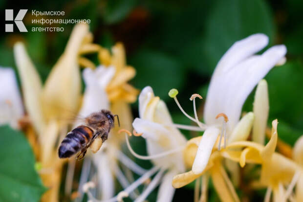 Крымские пчеловоды не согласны с новыми требованиями маркировки сельскохозяйственных животных