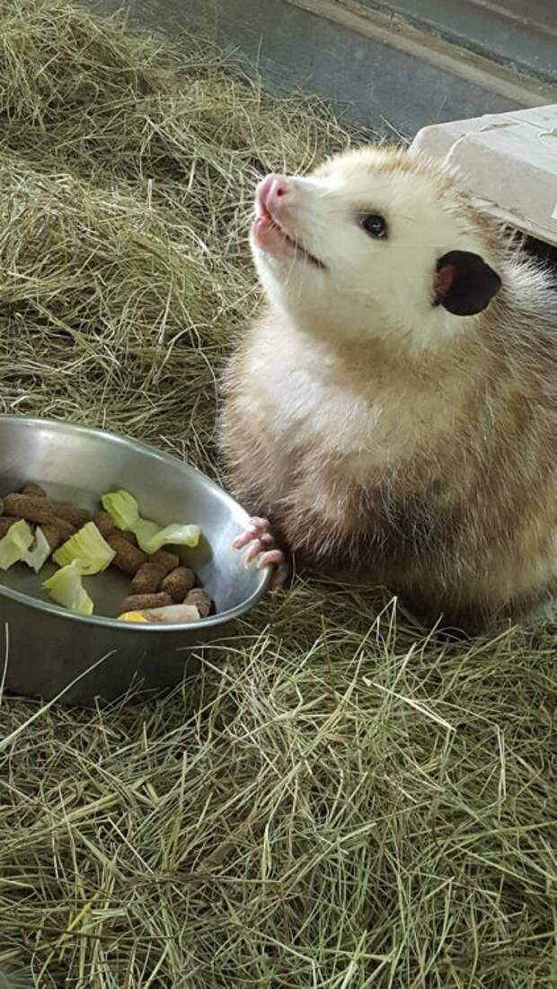 До чего же хорошо быть домашним опоссумом!