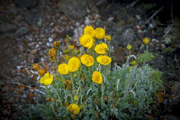 Альпийские маки (лат. Papaver alpinum) встречаются на высотах более 3000 метров над уровнем моря..