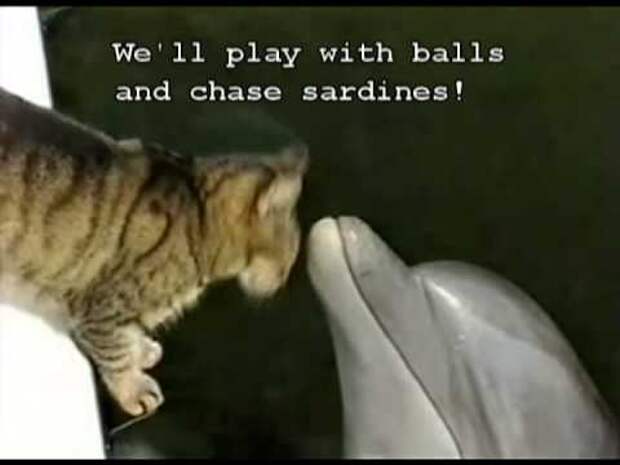 Кошка общается с дельфином
