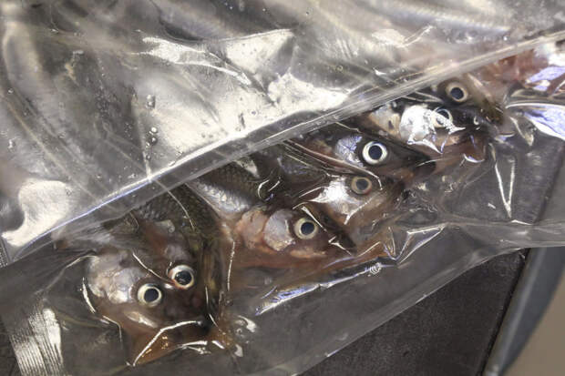 Специалисты Роспотребнадзора рассказали, как правильно приготовить рыбу, чтобы не отравиться