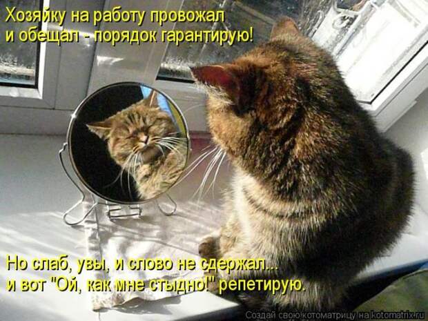Лучшие котоматрицы недели Лучшие котоматрицы недели