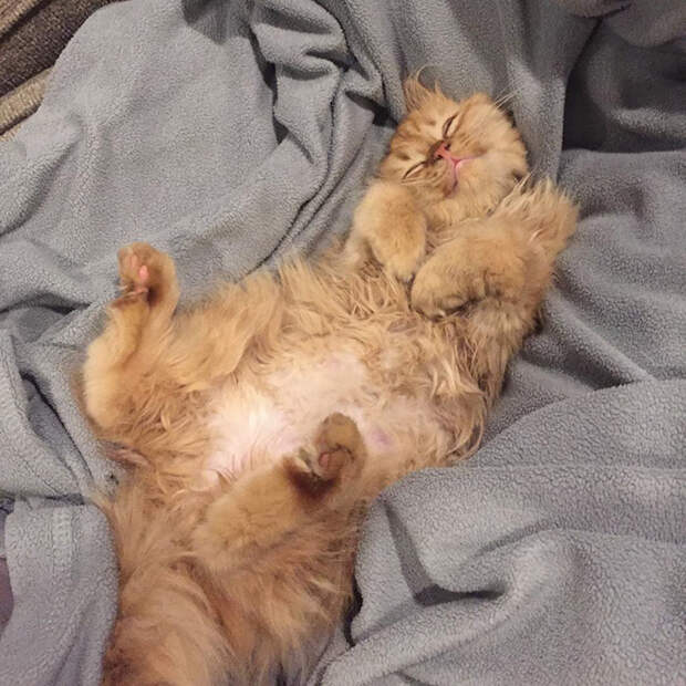 Без кота и жизнь не та