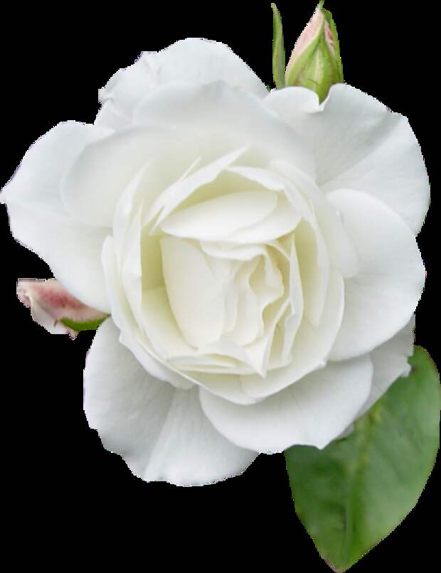 фото цветок на белом фоне