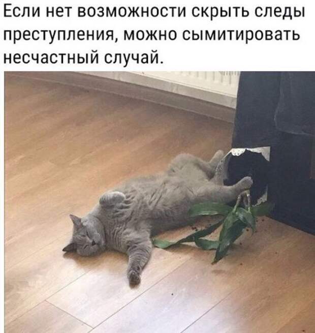 Новые прикольные фотомемы (23 шт)