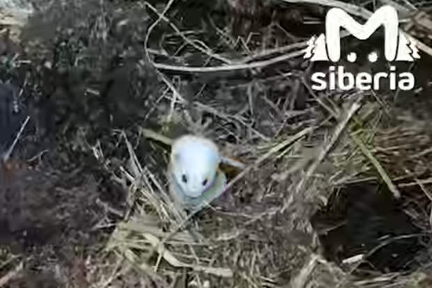 Горностай попозировал на камеру россиянке