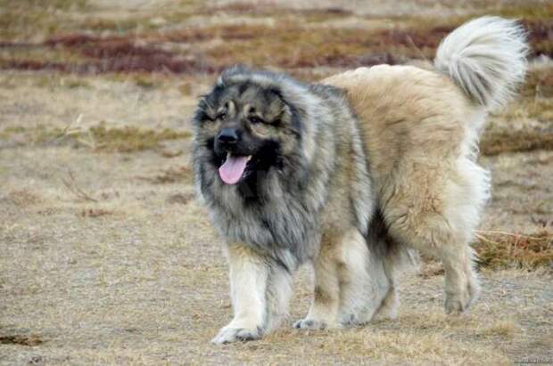 Серьезная собака. |Фото: lady-dog.ru.