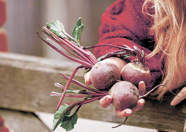 Свекла вместо таблеток: как обычный корнеплод спасает от депрессии, анемии и даёт «эффект допинга»