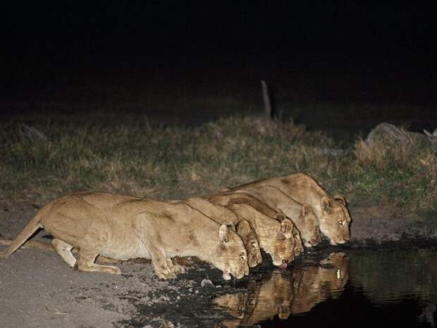 Львы (лат. Panthera leo) (англ. Lions)