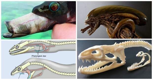 Ксеноморфы нашей планеты: у кого Кэмерон  подсмотрел как будут выглядеть Чужие интересное, природа, рыбы, факты, челюсти, чужие