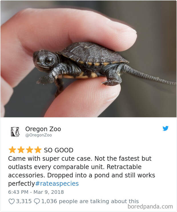 Amazon Animal Review