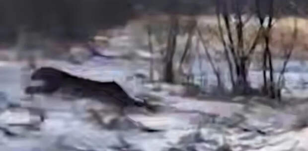 Леопард забрался на чердак дома в Приморье, хищника отпугнули выстрелами: видео