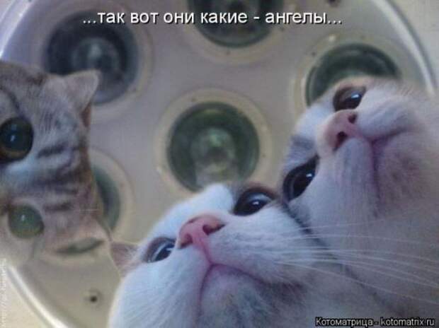 Котоматрицы(картинки с надписями)