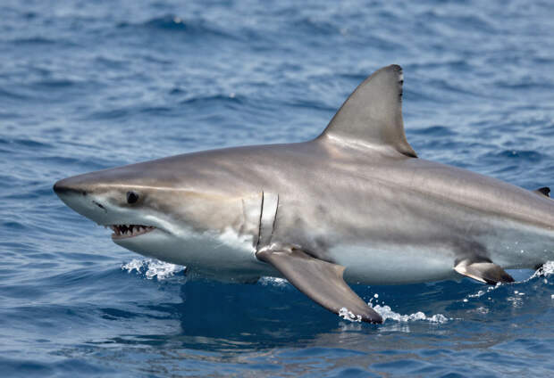 Туристка потеряла обе руки, приблизившись к акуле ради фото