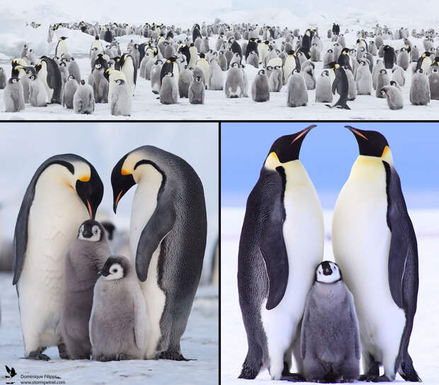 Loving-Emperor-penguin-families