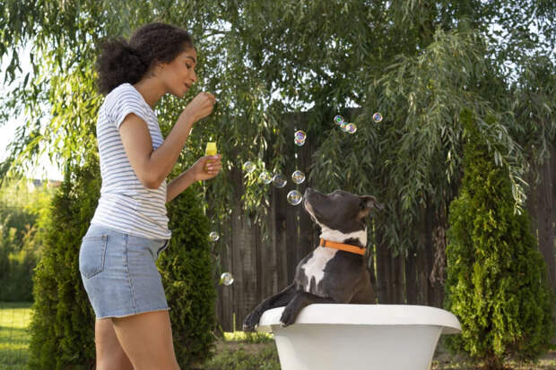 Что чувствует собака, когда хозяин уходит из дома