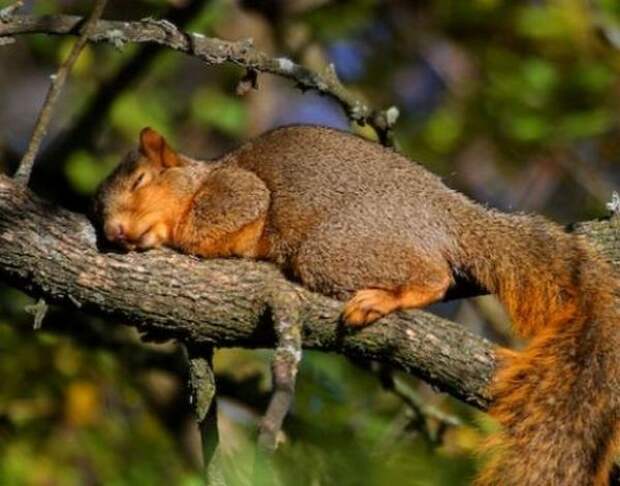 funny_animals_sleeping_13
