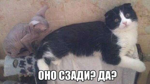 Картинки котяр с смешными надписями (34 фото) картинки, коты, юмор
