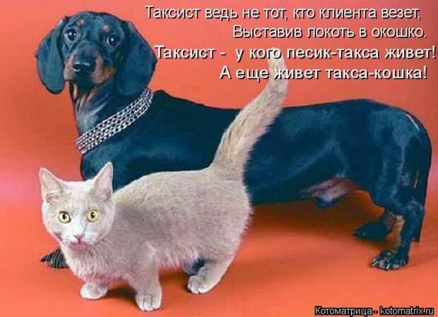Лучшие котоматрицы недели (50 фото)