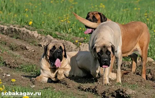 Английский мастиф собака. Описание, особенности, уход и цена английского мастифа