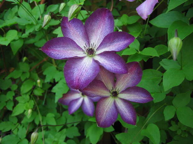 Клематис ‘Веноза Виолака’ (‘Venosa Violacea’) Клематис ‘Веноза Виолака’ (‘Venosa Violacea’)