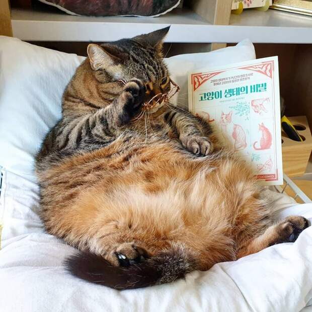 Подписчики узнают себя в этих комичных фото толстой кошки instagram, кот, полосатый кот, прикол, смешно, толстый кот, юмор