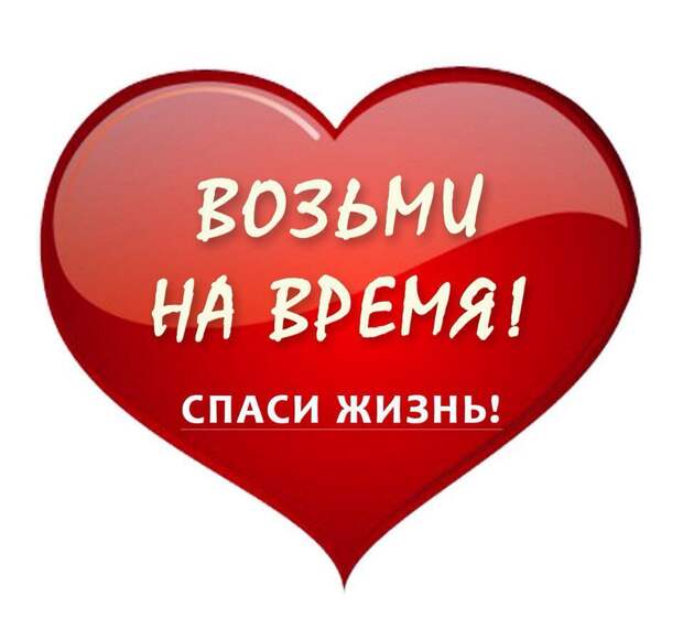 Приютите ангелочков! Хотя бы временно! Этим вы сохраните их жизни!!!