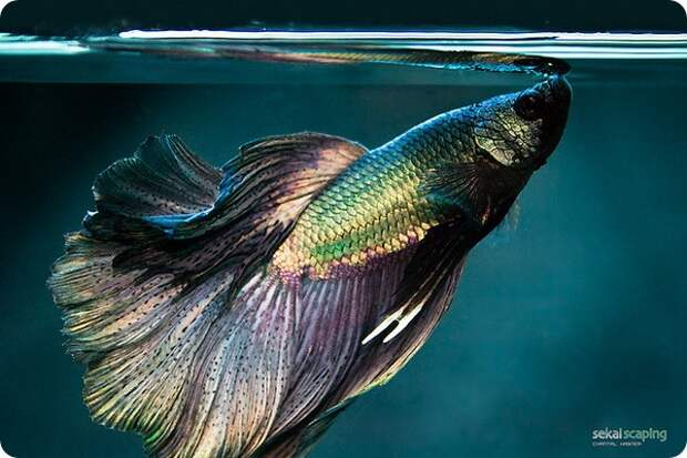 Плакатные бойцовые рыбки (лат. Betta splendens)