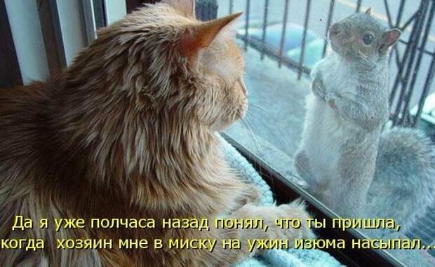 Картинки котяр с смешными надписями (34 фото) картинки, коты, юмор