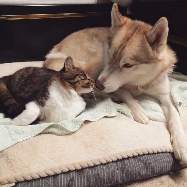 Без кота и жизнь не та