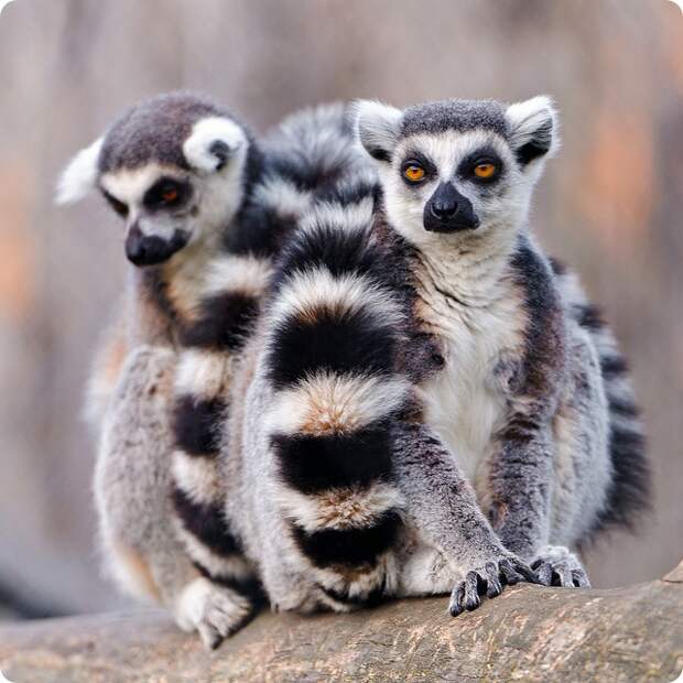 Кошачий или кольцехвостый лемур (лат. Lemur catta)
